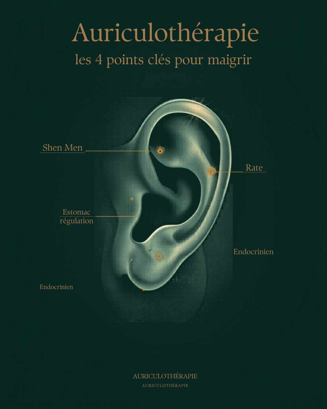 Points d'acupuncture de l'oreille pour la perte de poids